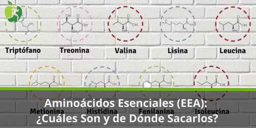 Aminoácidos Esenciales (EEA): Cuáles Son y de Dónde Sacarlos