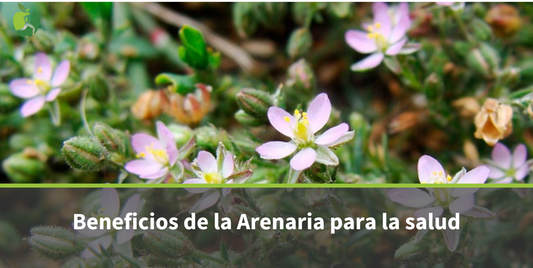 Arenaria: Para que Sirve, Propiedades y Beneficios