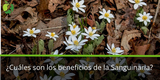 ¿Cuáles son los beneficios de la Sanguinaria? ¿Para qué sirve?