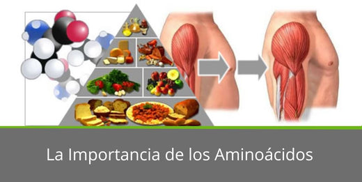 La Importancia de los Aminoácidos