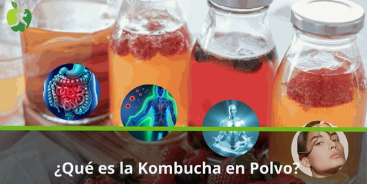 Descubriendo la Kombucha en Polvo