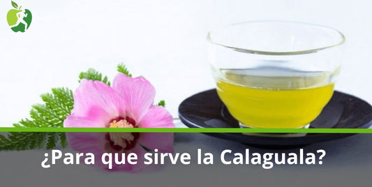 ¿Para qué sirve la Calaguala? Beneficios y propiedades