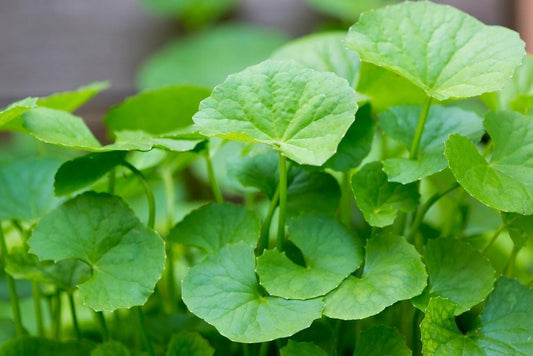 Centella Asiatica: Para que Sirve, Propiedades y Beneficios